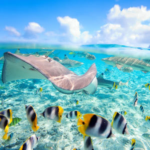 Meet your Posher, Evangeline